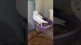 #minivlog #pigeonvlog #babypigeons #kabootar #chatri_walay_kabooter