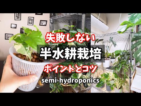 失敗しない半水耕栽培のポイントとコツ semi-hydroponics #観葉植物 #houseplants #plants #propagation #シンゴニウム