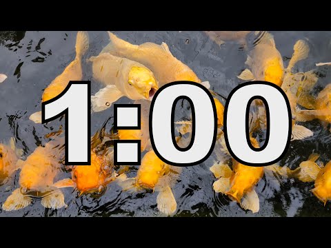 1 Minute Timer Koi Fish