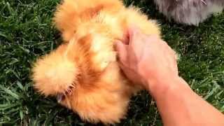 Silkie Chicken Purring