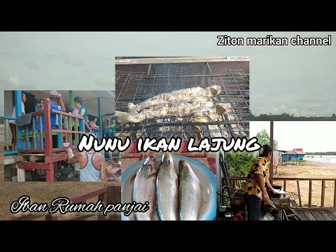 Bakar ikan lajung.. ikan sungai