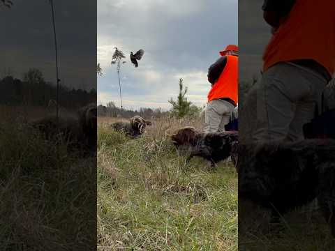 Launch when I say pull: German wirehaired pointer and wirehaired pointing griffon Dublin tag quail