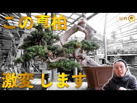 Amazing Juniper adaptation. [Bonsai Q]