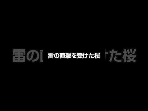 雷の直撃を受けた桜