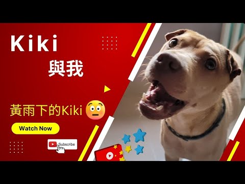 ⭐ Kiki 與我《黃雨下的Kiki》 | Mindfulness Coaching 正念教練學 -職場篇 | 領養5個月了 | 行雷好驚驚 | 全身抖震 心痛中