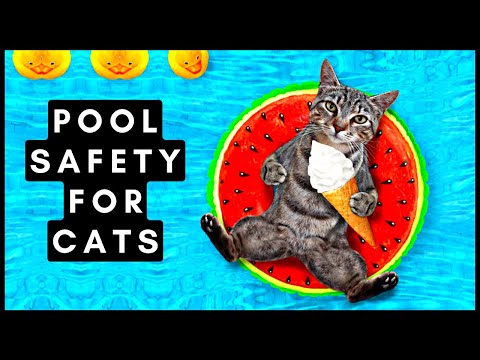 Pool Safety for Cats