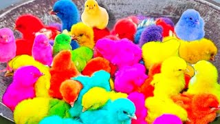 Tangkap Ayam lucu,Ayam warna warni ,Ayam Rainbow,Ayam,marmut, Dunia hewan lucu Gokil part 51