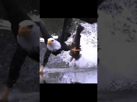 Eagle hunting on water surface #hunting