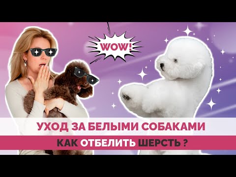 Как отбелить шерсть собаки? Косметика для отбеливания