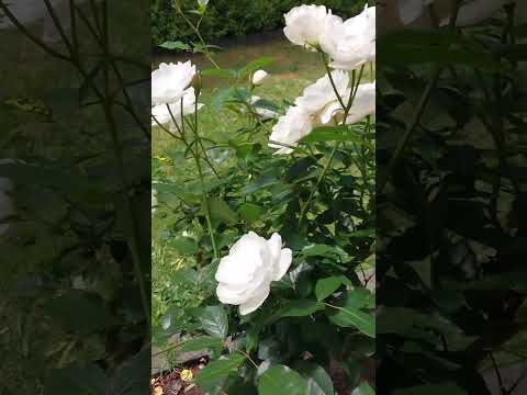 White rose. #rose #garden #nature #白玫瑰 #玫瑰花 #玫瑰种植 #玫瑰花園