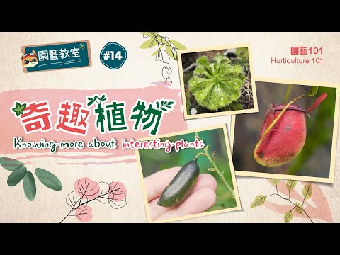 【園藝101】園藝教室#14:奇趣植物【Horticulture 101】Horticulture Classroom#14:Knowing more about interesting plants