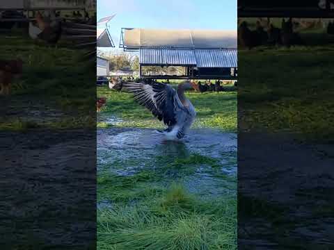 Goose Flaps His Wings in water #happy #cute #shorts