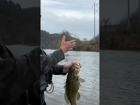 Big river Smallie on Nikko hellgrammite ​⁠@thecreekcrawler