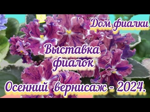 ФИАЛКИ - 24. Выставка с 25.10 по 04.11.2024г. "Осенний вернисаж" Дом Фиалки (Москва) #фиалкивыставка