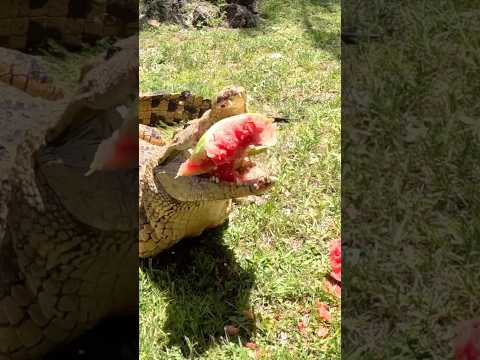 Nile Crocodile Crushes Watermelon! #youtubeshorts #gatorland #nilecrocodile #shortsfeed