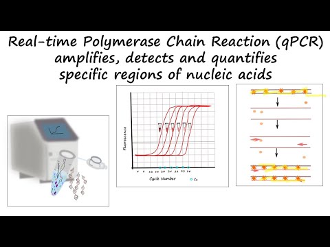 Real time or Quantitative PCR tutorial