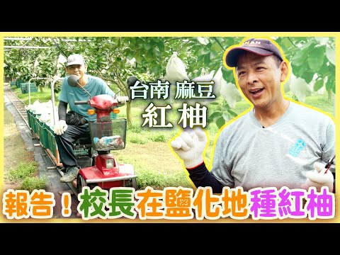 【台南麻豆】校長改變鹽化土壤 種出甘甜微酸的紅柚 |用心的產業|美麗心台灣(439)