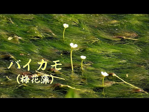 山野草・春編#173　バイカモ（梅花藻）