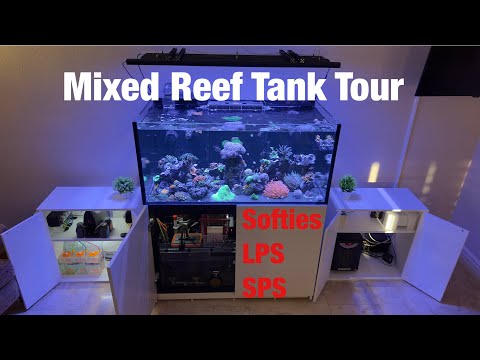 100 Gallon Mixed Reef Tank Tour  |  Red Sea Reefer 425 G2