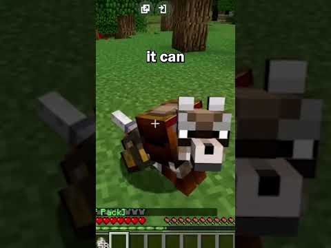 Minecraft Added The Armadillo For The 2023 Mob Vote!