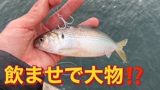 冬の飲ませ釣りで、大型青物狙ってみた⁉️