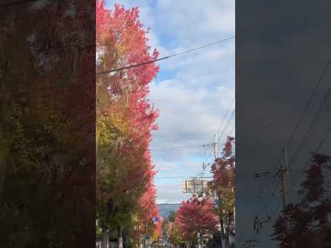 【穴場　紅葉ロード】　トンネルを抜けると紅葉並木　おすすめ　大阪　錦織公園