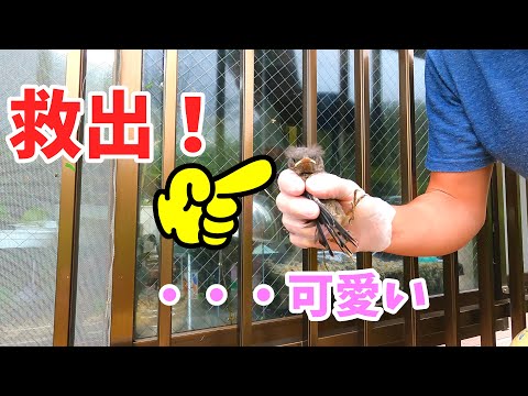 【野鳥 保護】台風で巣から落ちた鳥の雛を救出した結果【小笠原諸島 母島】イソヒヨドリのヒナ