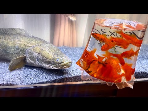 腹ペコ雷魚に大量の金魚を与えてみると…予想外の結果になりました