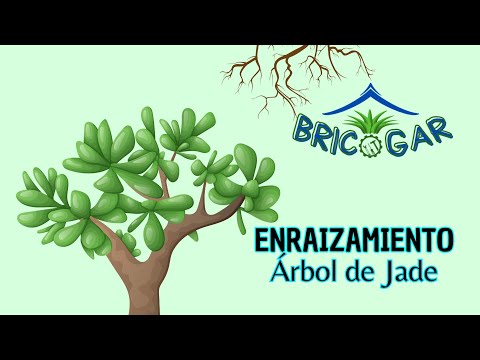 Proceso para sacar raiz a una rama de arbol de jade, parte 2.