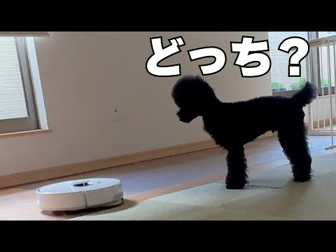 お掃除ロボットの〇〇を確認しようとする愛犬が面白すきたw