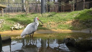 トキ の『勇気』と『さくら』 (佐渡市 トキの森公園 トキふれあいプラザ) 2019年4月7日