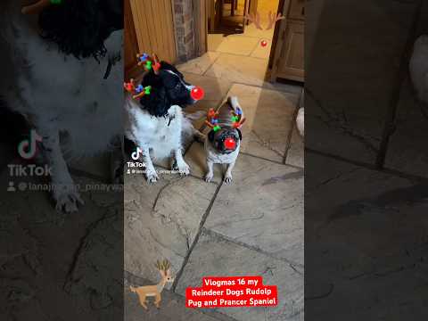 #dogshorts #alliwantforchristmasisyou #doglover #reindeer #pug #spaniel #vlogmas #day16 #dogfunny