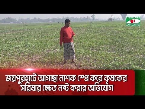 জয়পুরহাটে আগাছা নাশক স্প্রে করে কৃষকের সরিষার ক্ষেত নষ্ট করার অভিযোগ