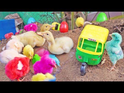 Animal Antics: Murgi Chicks, Ducks, Rabbits, and Swimming Poolside Playtime galore with Tuk Tuk TOY