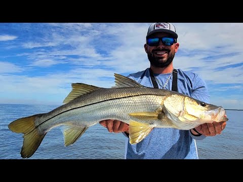 BIG Snook Caught Inside Tampa Bay