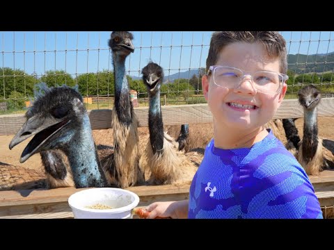 DINOSAUR BIRDS!!! CALEB and Dad FEED GiANT DINOSAUR BIRDS at the OSTRICH FARM! LEARN about ANIMALS