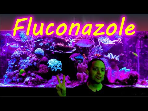 Dosing Reef Flux Fluconazole and Fixing Problems (ReefVlog)