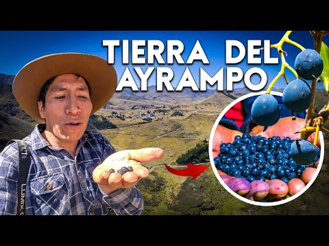 La FRUTA SECRETA QUE UTILIZABAN LOS INCAS para combatir enfermedades: El Ayrampo | Buenavista