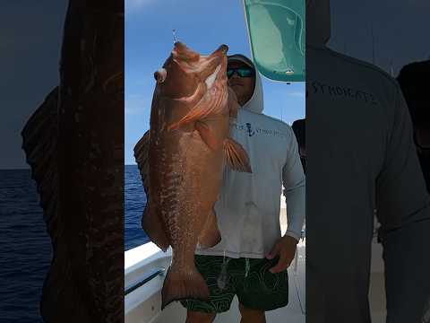 As big as they get!! Video next week. #redgrouper #bigen #fishoftheday