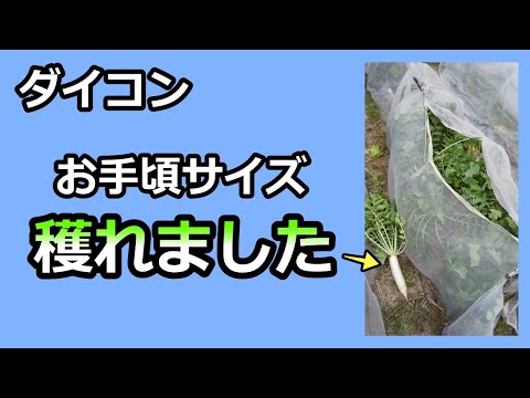 【ダイコン お手頃ダイコンを作る】無農薬 有機栽培 半自給自足 家庭菜園31年目