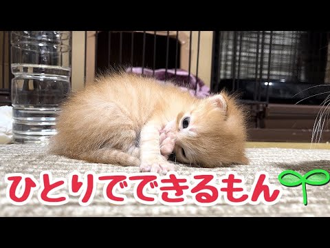 元気に歩き回る仔猫たちに疲れ気味な たも母さん