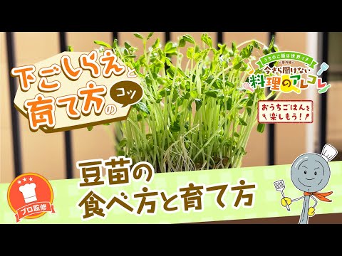 【プロ監修】vol.127 豆苗の食べ方と育て方【料理の基本】