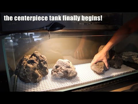 The Centerpiece Tank For the Lounge Begins | Scaping a Tank Episode 1