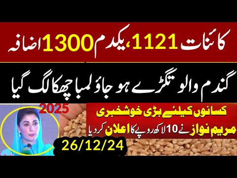 today wheat price in punjab//گندم کا ریٹ/25 '2024/munji makki till sarso/galla mandi rates today1509