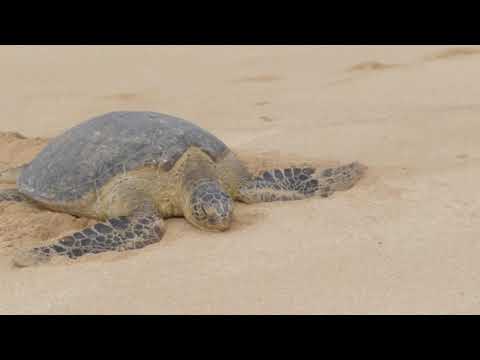 HAWAII Turtles 6-5