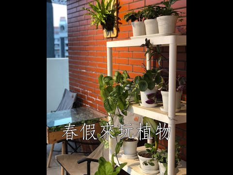 #Shorts 春假來玩植物 | 一天一分鐘 Day 56