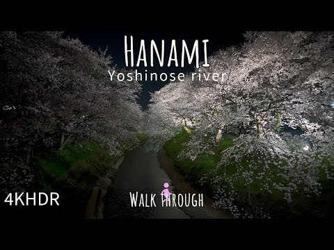 [4KHDR]Captivating Night Cherry Blossom Walk at Illuminated Yoshinose River[Japan]