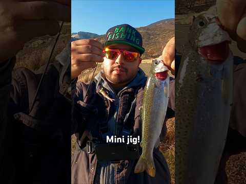 DFG Trout on the mini jig! Los Vaqueros. #fishing #california #bayarea #fish #trout #jigging #new