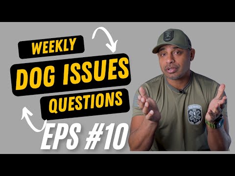 Bulletproofk9s dog trainer obedience protection tactical training tips and tricks weekly QnA EP10