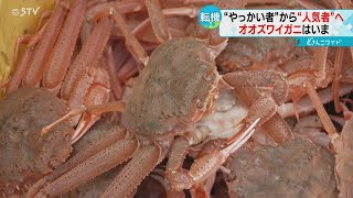 やっかい者・去年大量発生オオズワイガニのいま…日高の海を訪れてみると一転人気者に！？